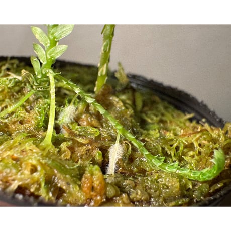 Selaginella sp. from Bogor West Java