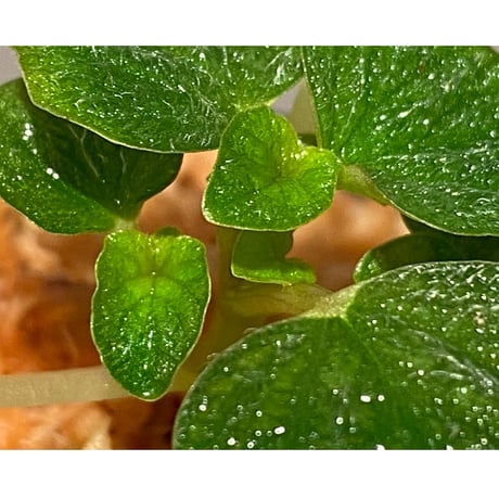 Peperomia sp. from Iquitos Peru [tanakay]