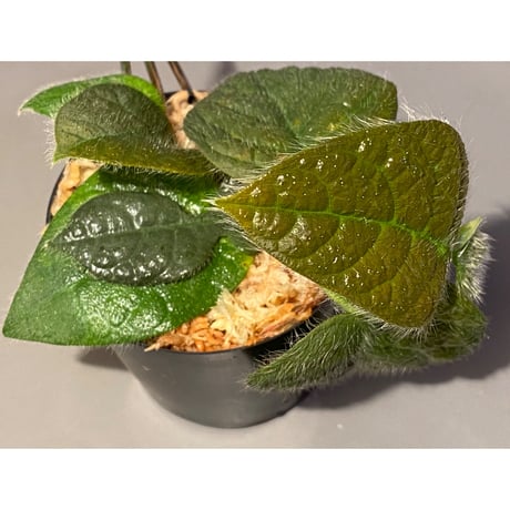 Ficus sp. from Selangor