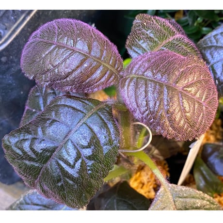 Unknown from Iquitos Peru [tanakay]