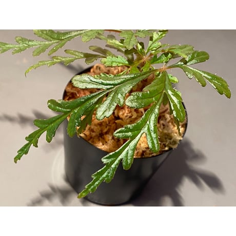 Begonia polilloensis