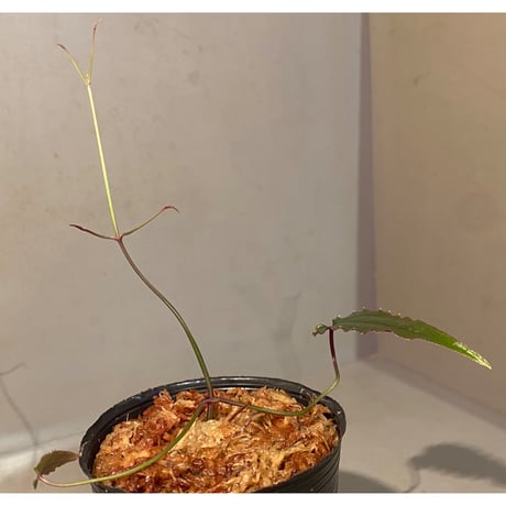 Cissus sp. "Padang" Sumatra barat [TB]