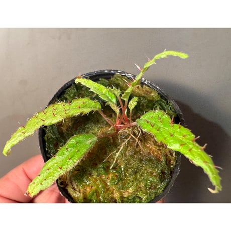 Begonia ambodiforahensis from Madagascar [LA0022-05z]