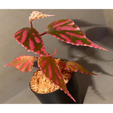 Begonia sp. ぼっち株 from Julau [R1214-01b]