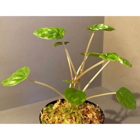 Peperomia meridiana from Ecuador [tanakay]