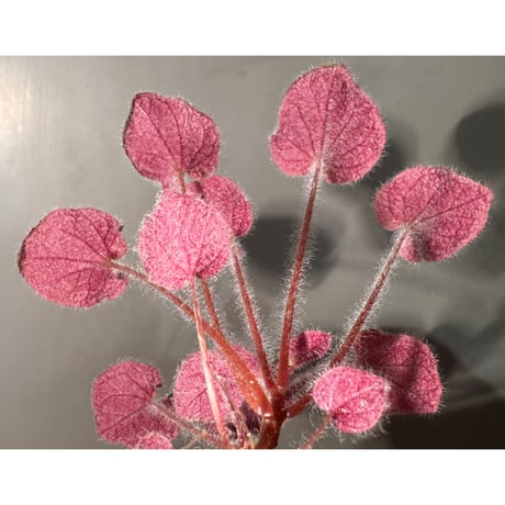 Sonerila dongnathamensis [LA]