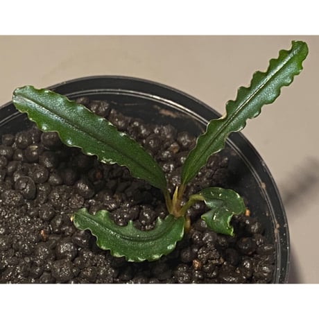 Bucephalandra sp. "MEDUSA" ①