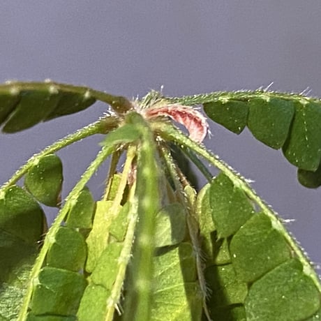 Biophytum cf. sensitivum [LA]