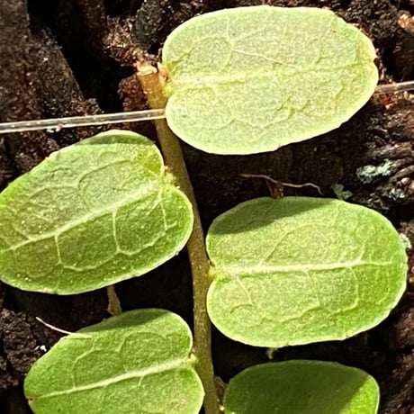 Marcgravia sp. from Columbia