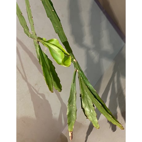 Rhipsalis elliptica from Southeast Brazil