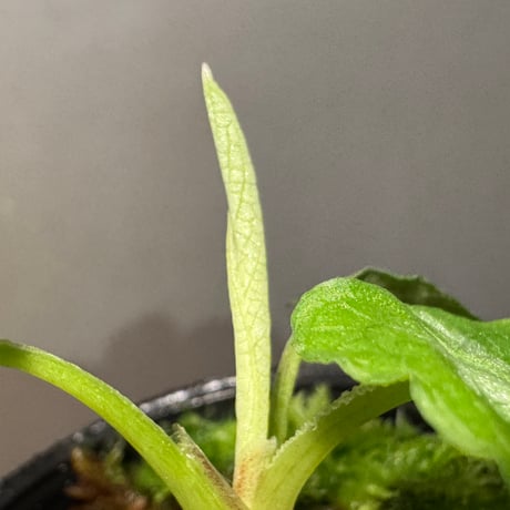 Schismatoglottis puberulipes