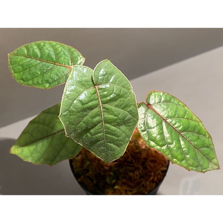 Pterisanthes sp. from Sabah-1 [R0515-01a]