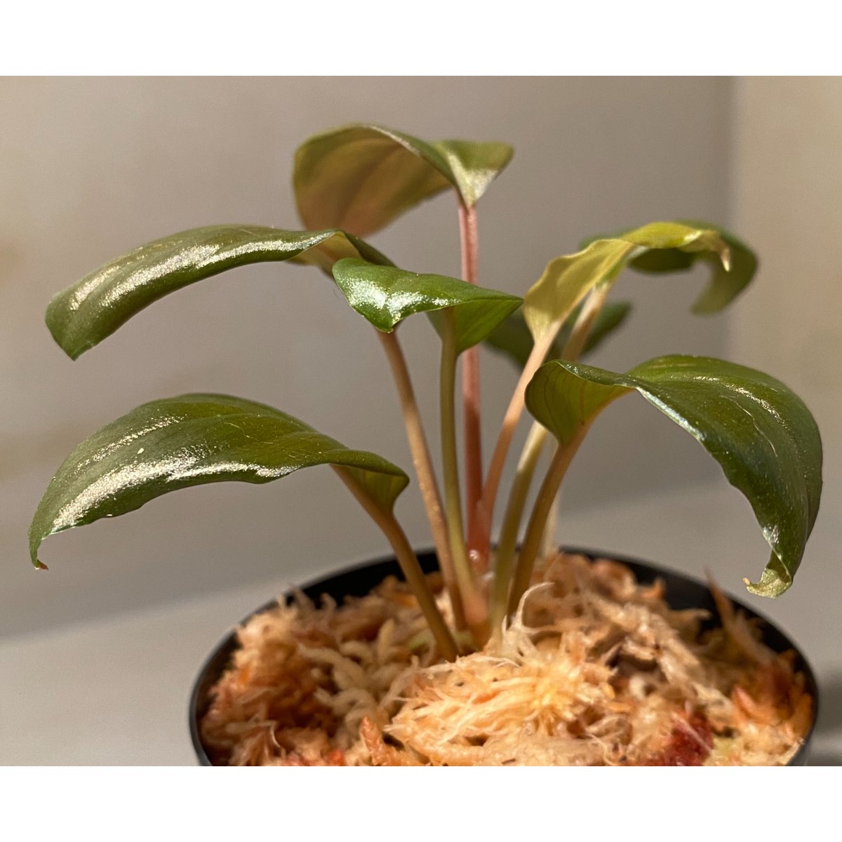 松Homalomena sp.\"Black Velvet\" [KN便]など Homalomena Black Velvet – Scindapsus Borneo