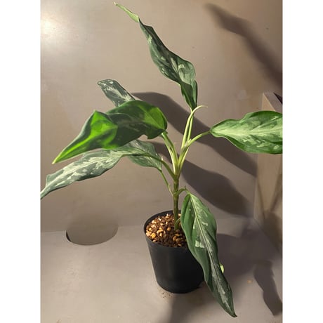 Aglaonema pictum A from Aceh sumatera [LA1115-03 i] ②