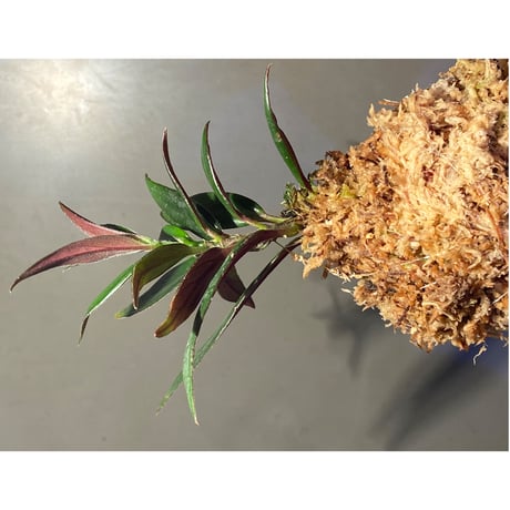 Columnea cf. crassifolia from Colombia [LA0316-03-f1]