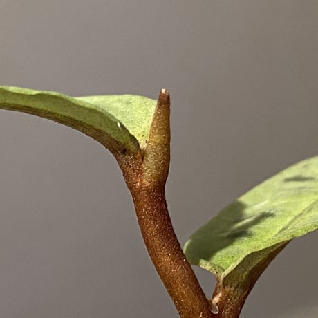 Emblemantha urnulata (Labisia sp.) from Riau sumatera [LA0815-01]