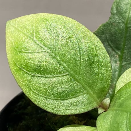 Unknown from Aceh sumatera [LA2013年]