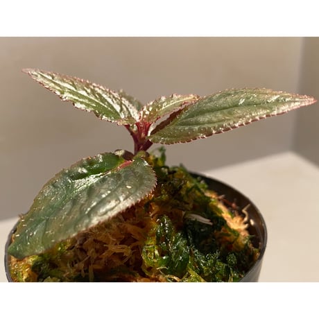 Sonerila sp. wf1 from Phang Nga Thailand [KZT]