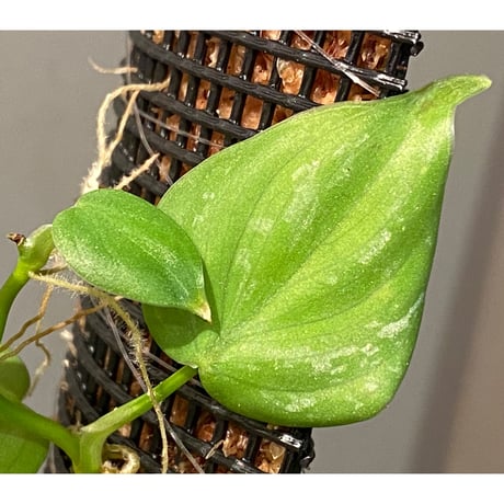 Philodendron sp. from Iquitos Peru [tanakay]