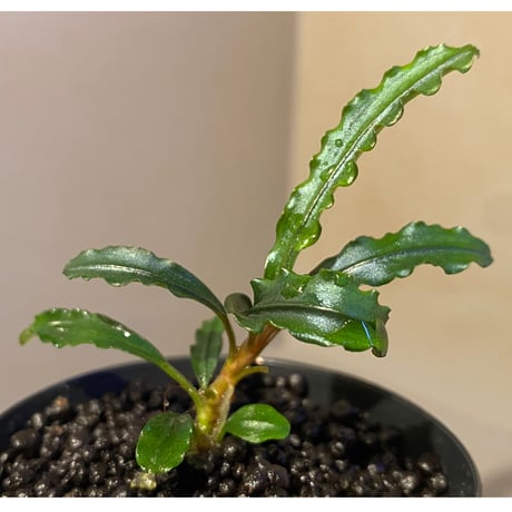 Bucephalandra sp. "MEDUSA"