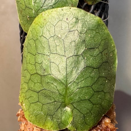 Microsorum linguiforme from South sumatera