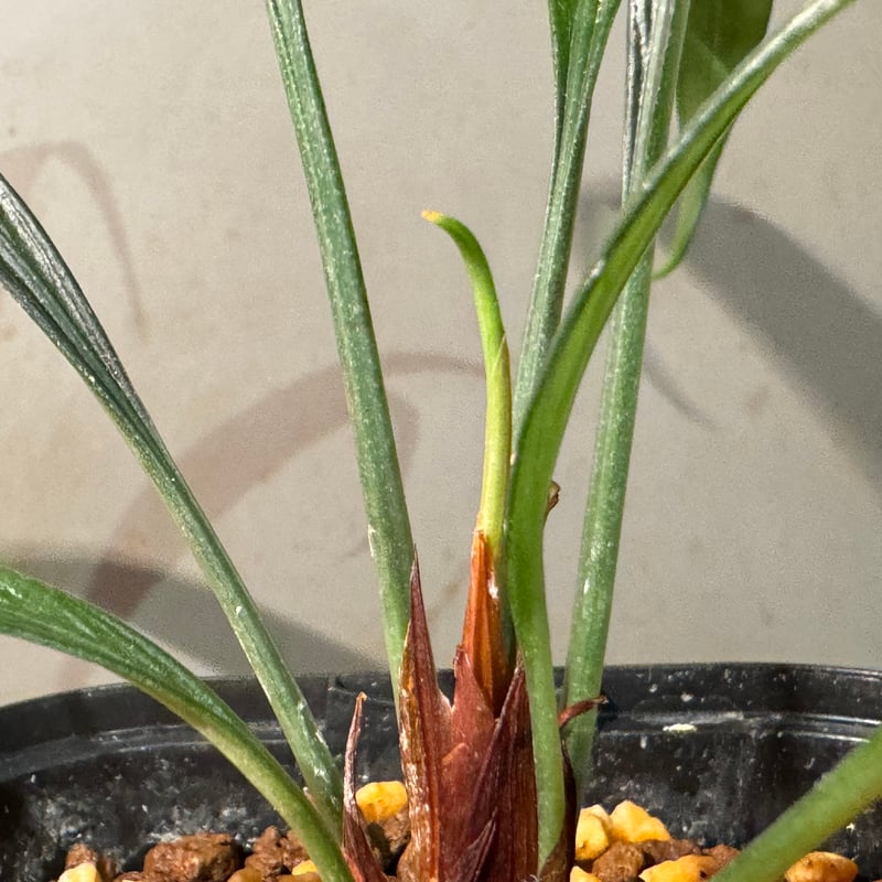 大株) Josefia intricata (旧Aridarum perisai) from