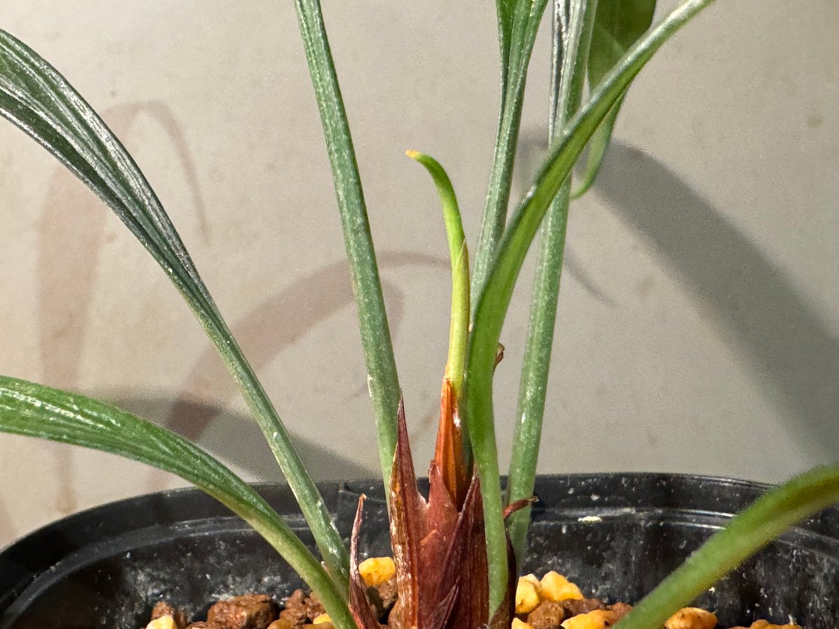 Josefia intricata (旧Aridarum perisai )
