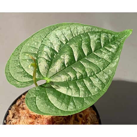 Dioscorea sp. from Chiang Mai [TK290518-1]