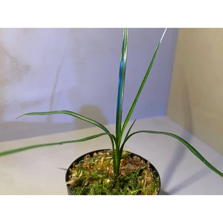 Mapania sp. from "Nanga pinoh" Melawi Kalimantan barat [TB]