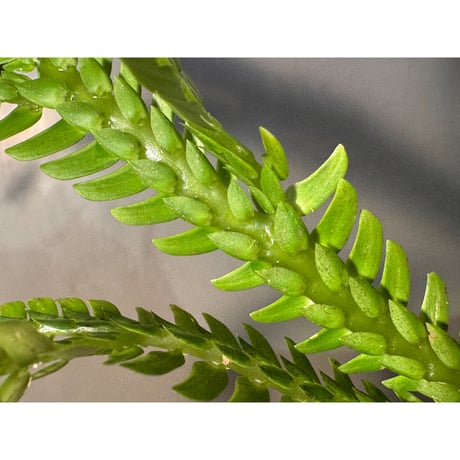 Selaginella sp. from Landak West Kalimantan