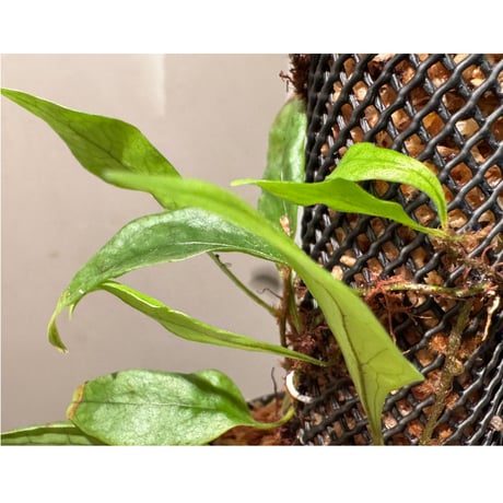 Microsorum sp. "Timika" Papua [TB]