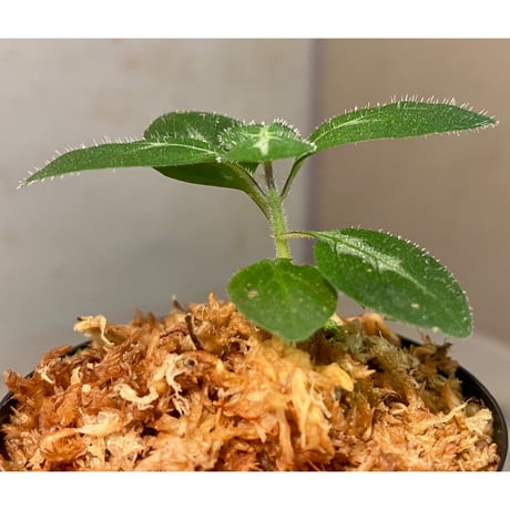 Gymnostachyum sp. f1 from Sumatera Barat [LA0414-01]