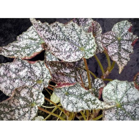 Begonia formosana from Taiwan