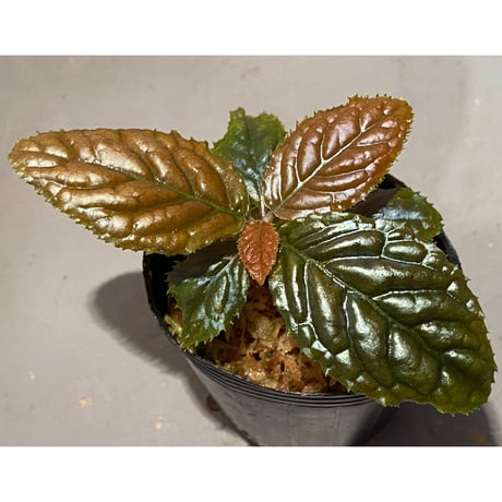 Ardisia sp. from Bengkulu [LA0315-1]