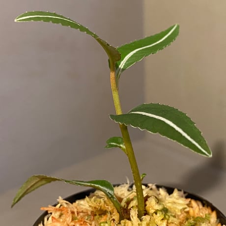 Labisia sp. from Gunung Chamah [TK260316]