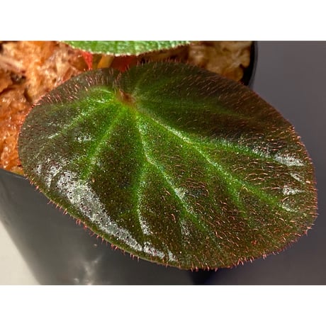 Begonia sp. from Manaus
