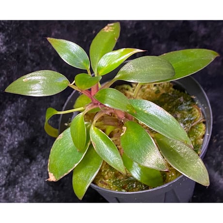 Philodendron sp. "Red Congo Compacta"