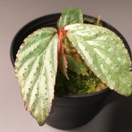 Begonia sp. from Tawau [TK071116]