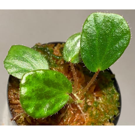 Begonia blancii