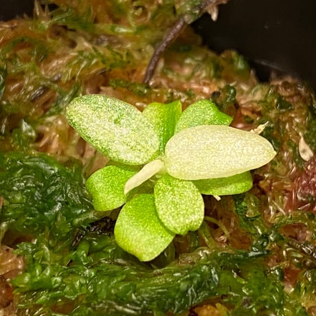Schismatoglottis sp. "初霜錦" from Murung raya [LA0515-05]