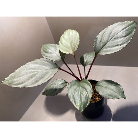 Homalomena 'Rec1-29' K0718-f1 [KZT]