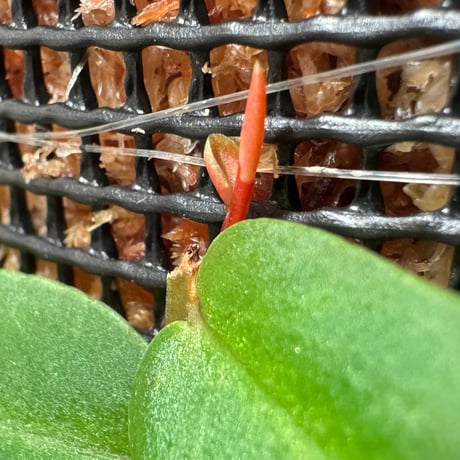 Marcgravia sintenisii