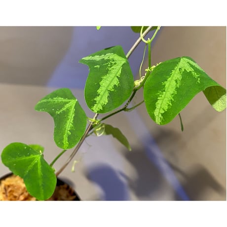 Passiflora apetala from Costa Rica