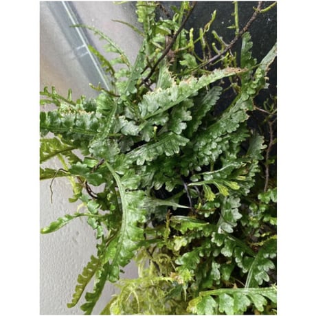 Teratophyllum aculeatum from Nanga pinoh [TB]