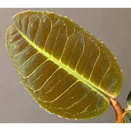Labisia sp. from Riau Sumatera