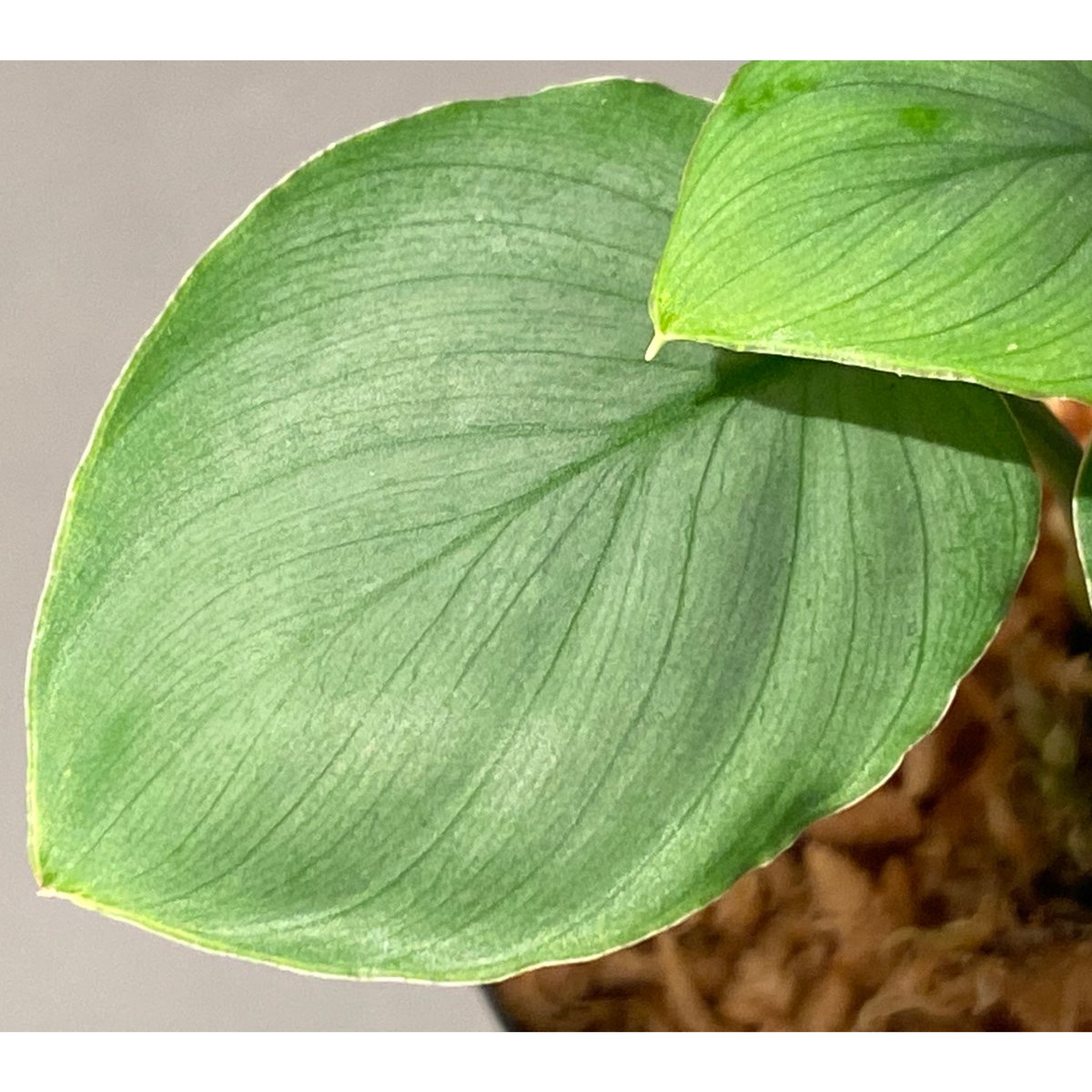Homalomena sp. 