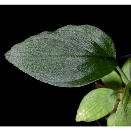 Homalomena sp. from Gunung Chamah [TK260316]