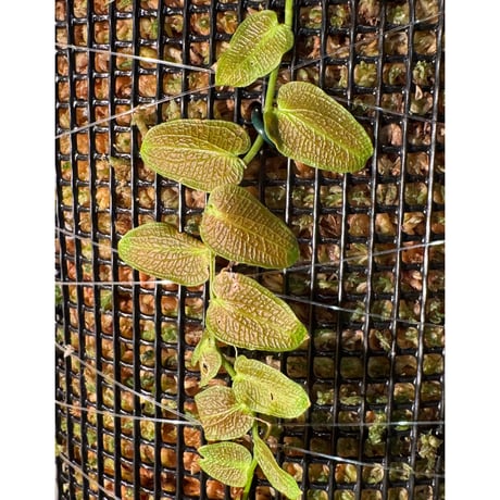 Pothos barberianus from Kapuas fulu West Kalimantan