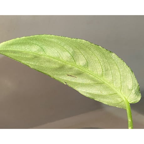 Schismatoglottis sp. from Chaina [カミハタ]