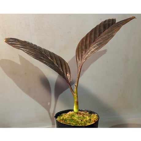 Pinanga veitchii from Sanggau West Kalimantan